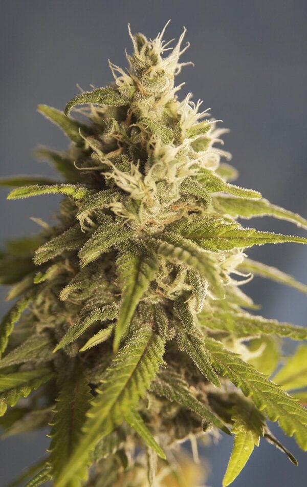 Ghani AF Feminised Cannabis Seeds by House of the Great Gardener