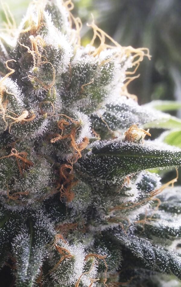 Barbara Bud Regular Seeds - 11