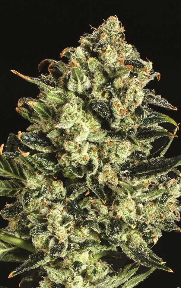 Emerald Jack x SCBDX Feminised Seeds