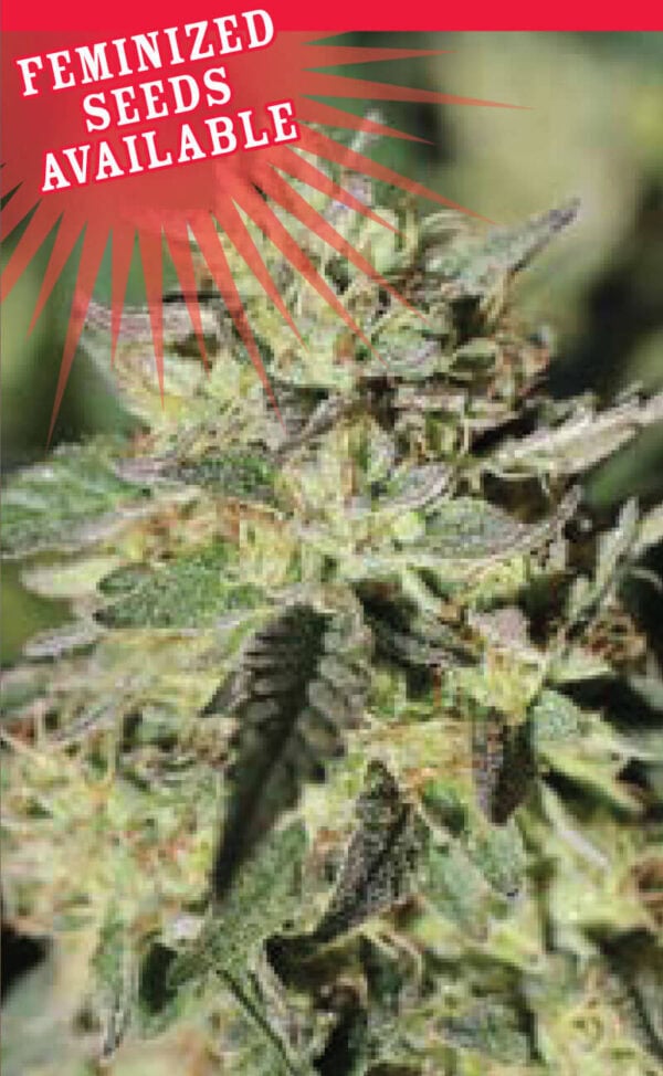 Early Girl OG Hybrid Feminised Seeds - 10 - Image 2