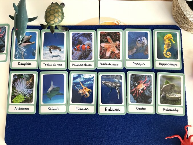 L'océan, Lot d'inserts "ready to play" – Image 3