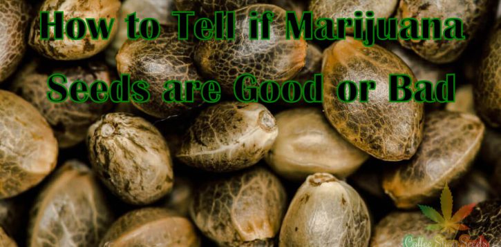 How to Tell if Marijuana Seeds are Good or Bad