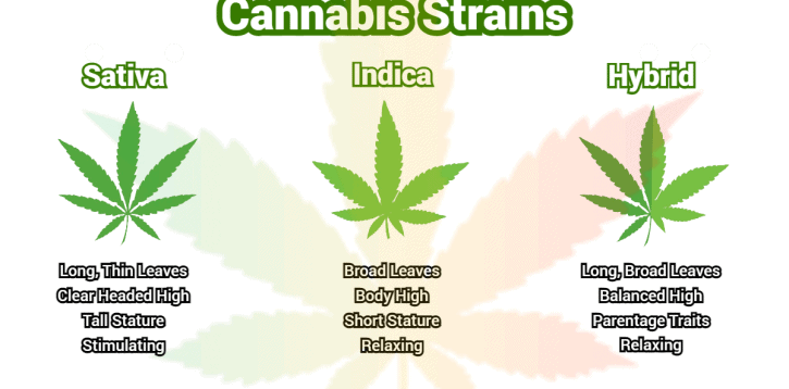 What You Should Know About Different Cannabis Strains/Varieties
