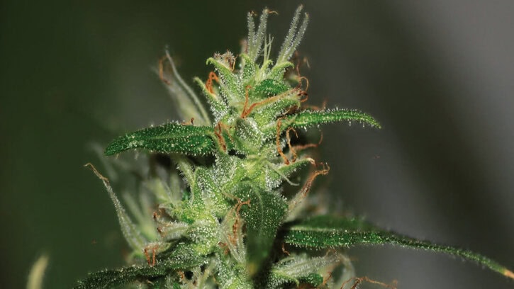 Our Guide to Choosing Regular, Feminized, and Autoflowering Cannabis Seeds