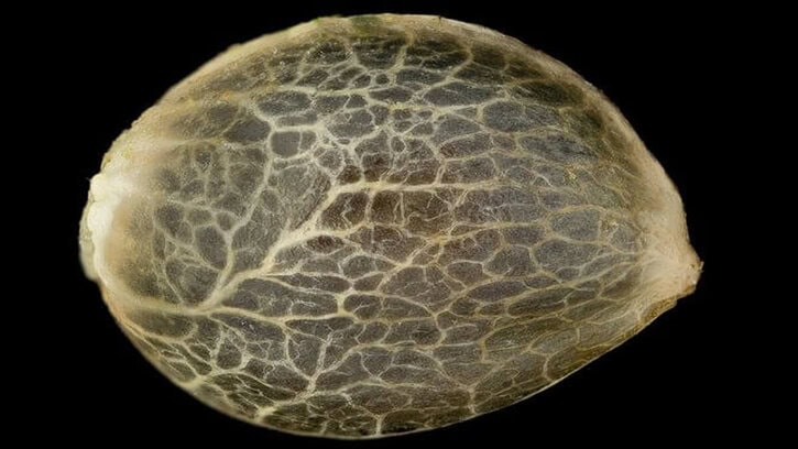 Growing Cannabis – Knowing Whether Your Seeds are Good or Bad – Guide