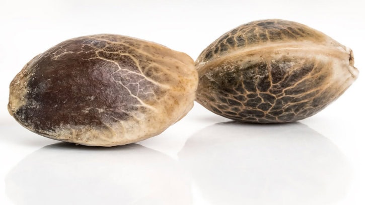 Cannabis Seed Germination – Quick Fix