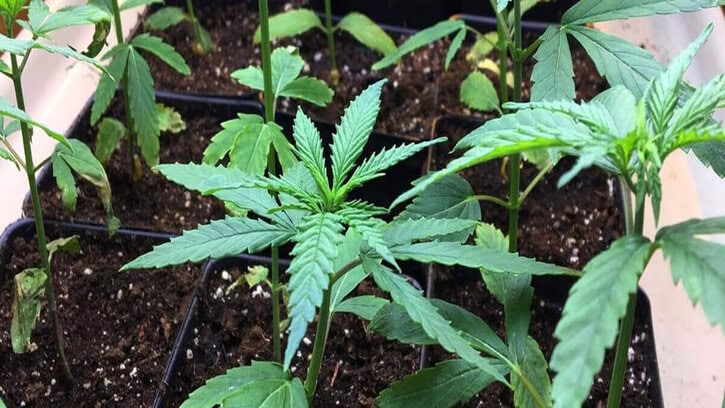 A Basic Guide to Transplanting Cannabis Seedlings