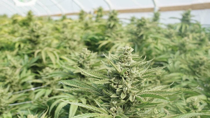 A Grower’s Guide to Growing Hemp in Greenhouses