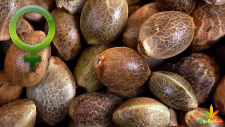 Handling Feminised Seeds – 5 Plant-Care Practices to Know