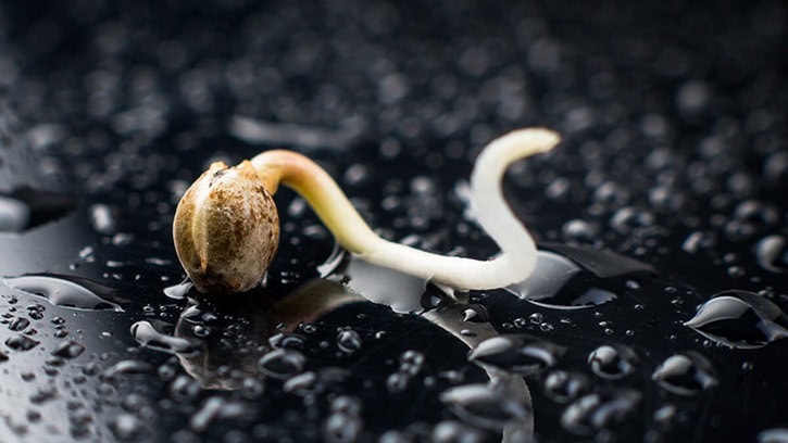 Common Mistakes Novice Horticulturists Make When Planting For The First Time