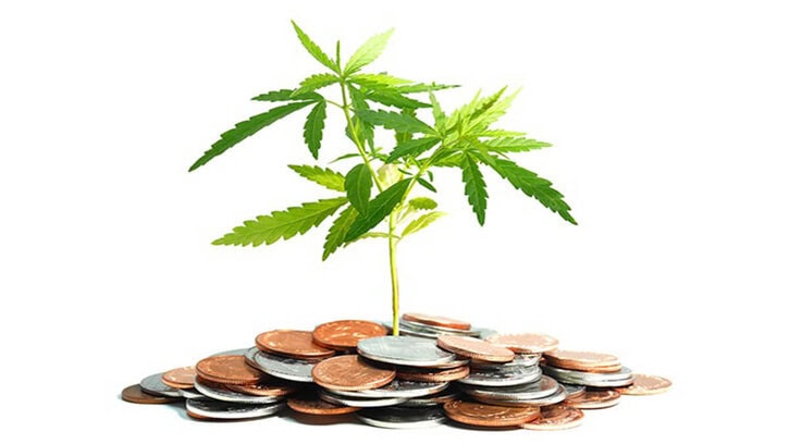 Growing Guide for Cannabis – How Much Will It Cost?