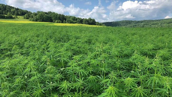 Hemp Growth for CBD Seeds or Fibre