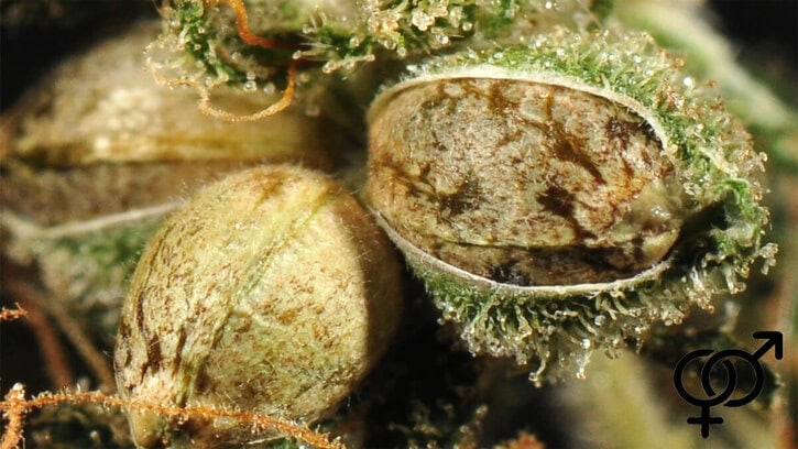 Regular Cannabis Seeds – Why it’s the Best choice for You