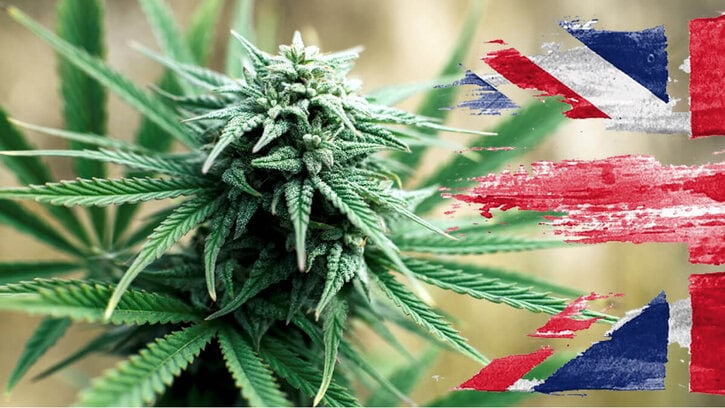 What You Need To Know About Growing Cannabis in Your Home