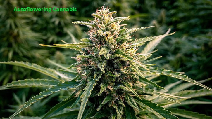 Why You Need to Breed Hybrids With Autoflowering Cannabis