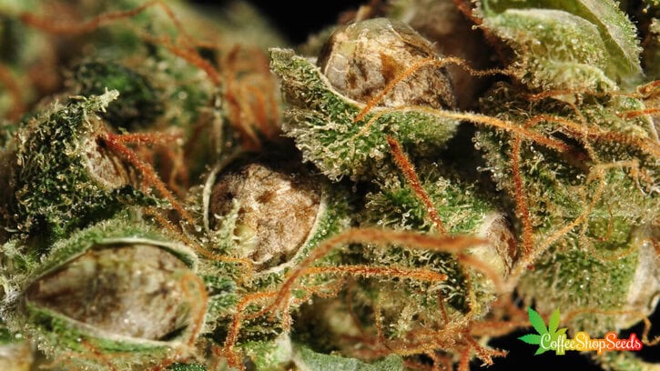 Our Guide to Pollinating Cannabis Plants for Seed Production