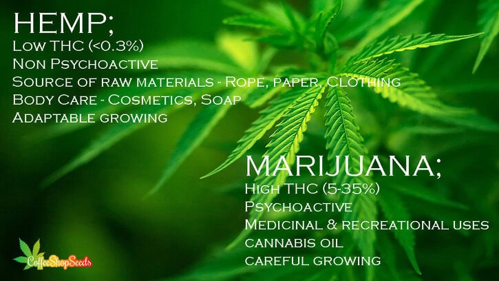 Understanding the Differences Between Marijuana and Hemp