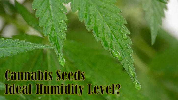 Growing Your Cannabis Seeds – What is the Ideal Humidity Level?