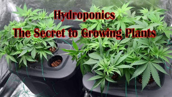 Hydroponics – The Secret to Growing Plants You Need To Know