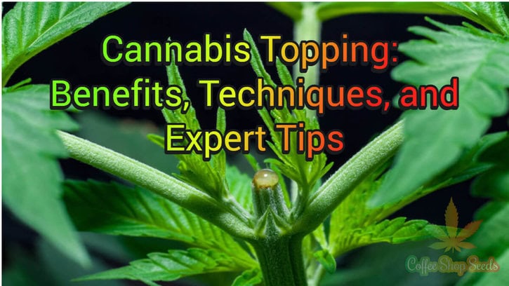 Master the Art of Cannabis Topping: Unearth the Benefits, Techniques, and Expert Tips