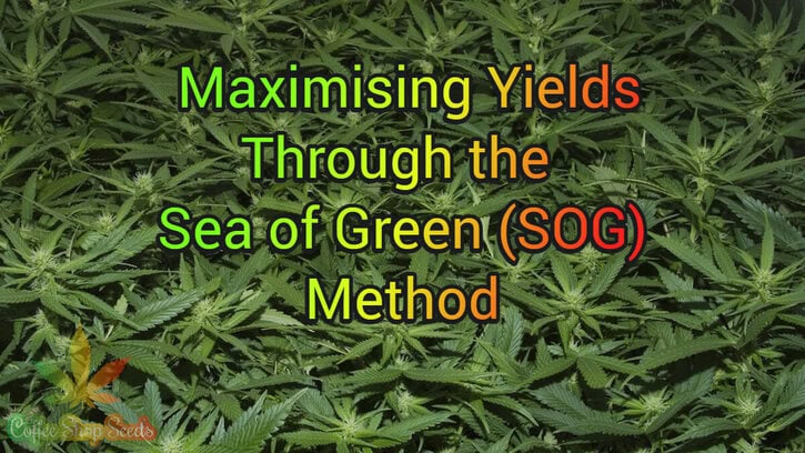 Cannabis Cultivation Techniques: Maximising Yields Through the Sea of Green (SOG) Method