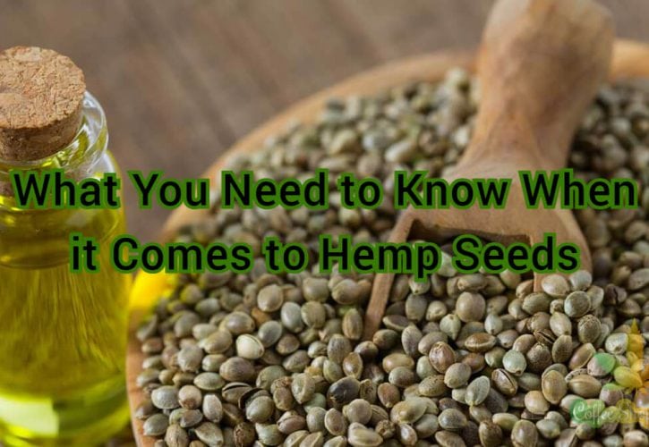 What You Need to Know When it Comes to Hemp Seeds
