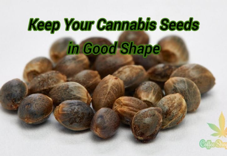 Simple Tips to Keep Your Cannabis Seeds in Good Shape