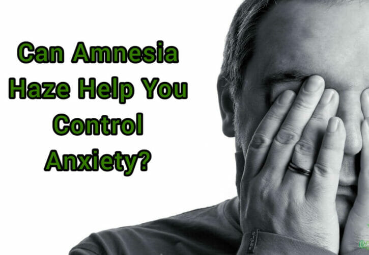 Can Amnesia Haze Help You Control Anxiety?