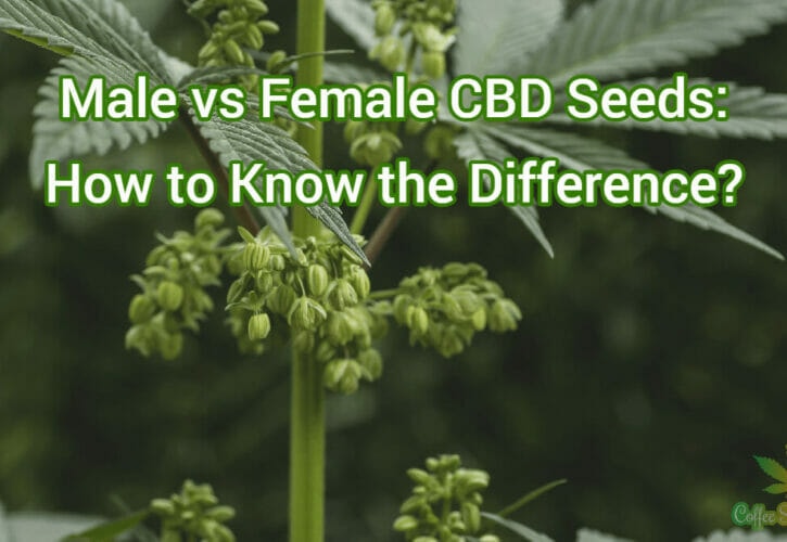 Male vs Female CBD Seeds: How to Know the Difference?
