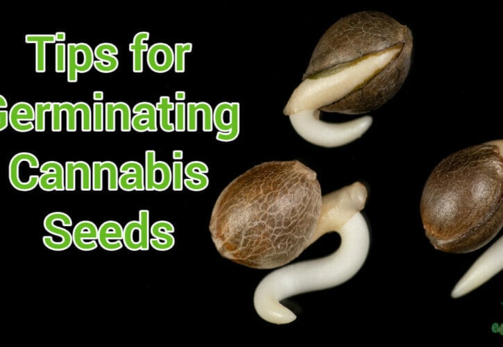 Five Effective Tips for Germinating Cannabis Seeds