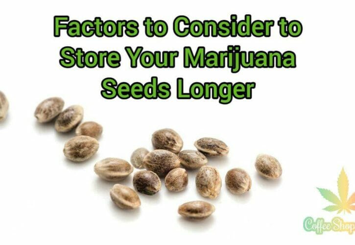 3 Factors to Consider to Store Your Marijuana Seeds Longer