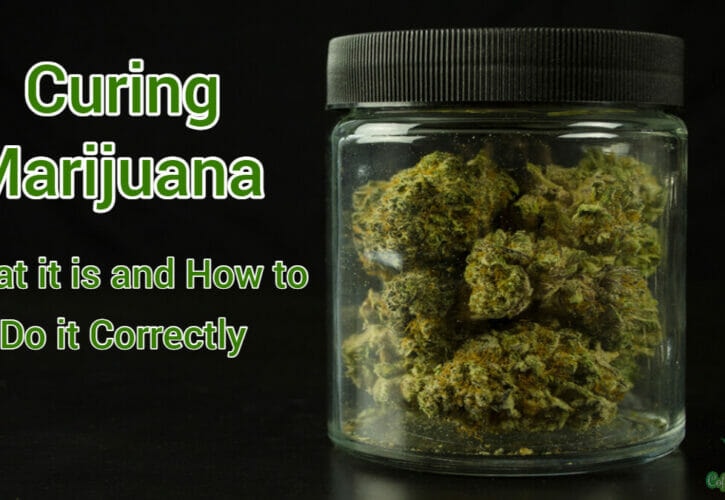 Curing Marijuana – What it is and How to Do it Correctly