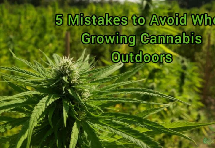 5 Mistakes to Avoid When Growing Cannabis Outdoors