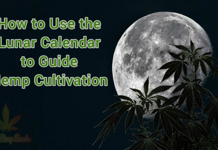 How to Use the Lunar Calendar to Guide Hemp Cultivation