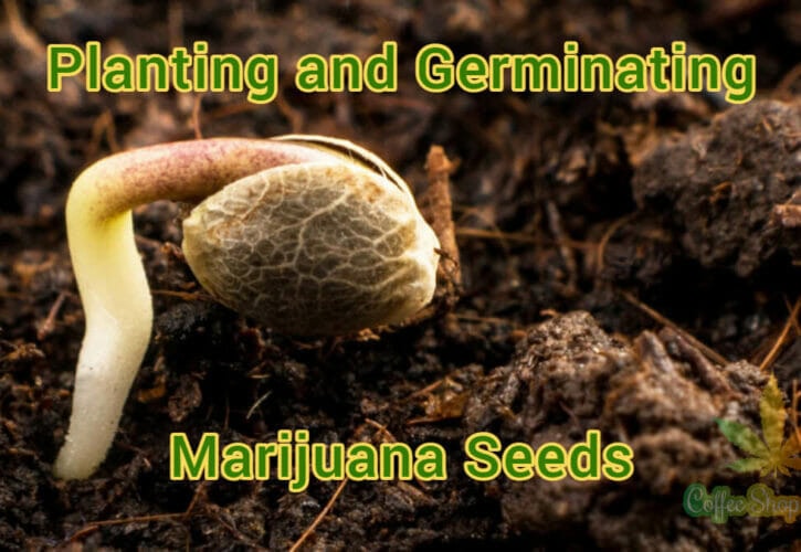 A Guide to Planting and Germinating Marijuana Seeds