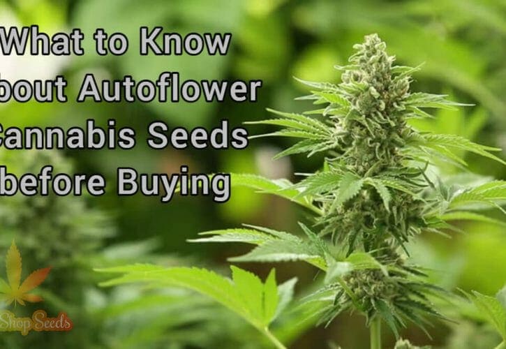 What to Know About Autoflower Cannabis Seeds before Buying