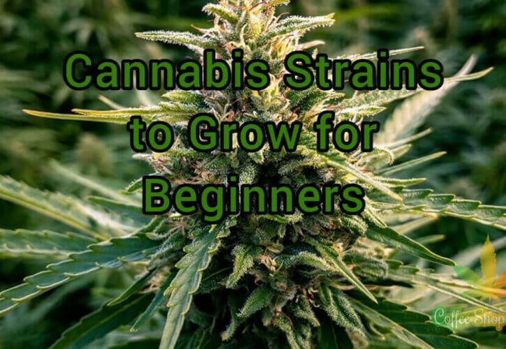 4 Best Cannabis Strains to Grow for Beginners