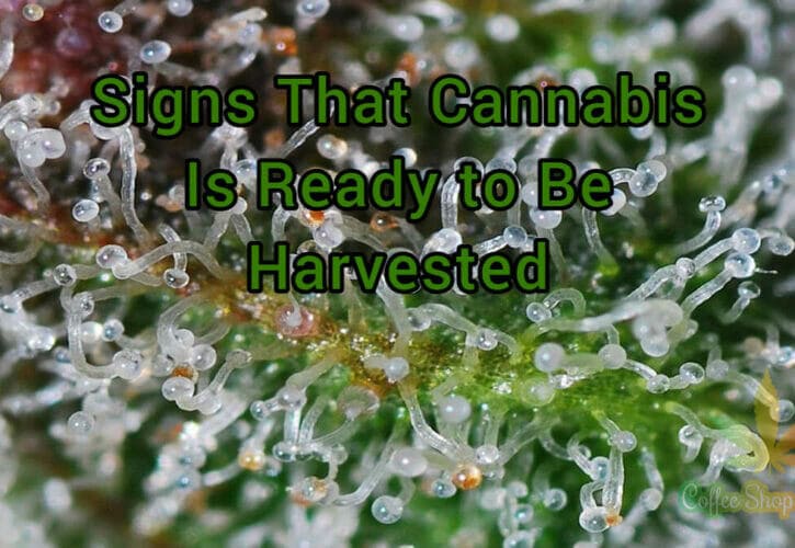 The Key Signs That Cannabis Is Ready to Be Harvested