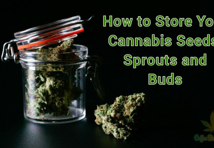 How to Properly Store Your Cannabis Seeds, Sprouts and Buds