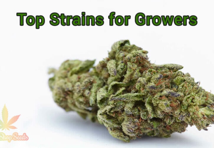 Cannabis 101 – The Top Strains for Growers