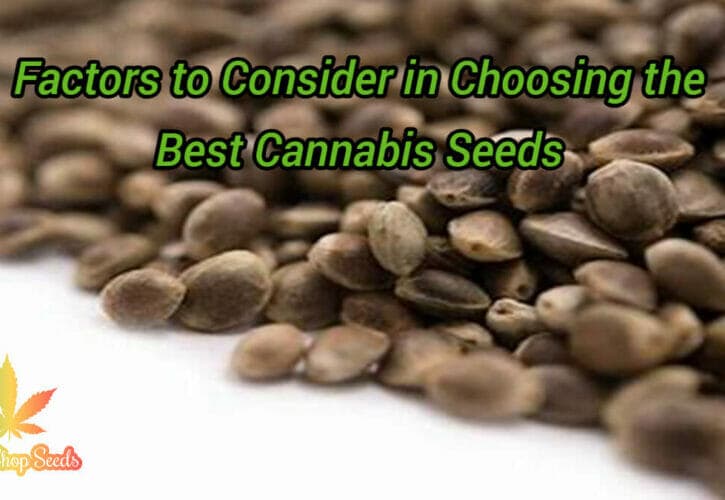 5 Factors to Consider in Choosing the Best Cannabis Seeds