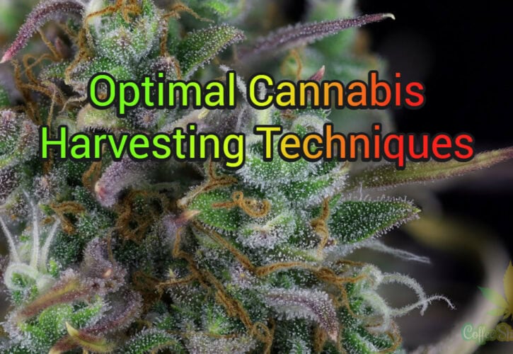 Optimal Cannabis Harvesting Techniques