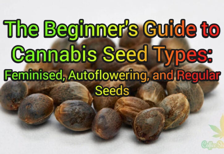 The Beginner’s Guide to Cannabis Seed Types: Feminised, Autoflowering, and Regular Seeds