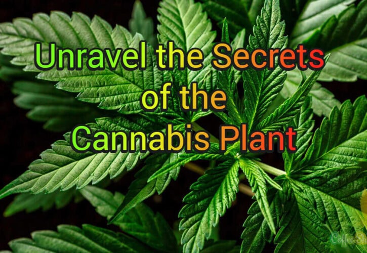 Unravel the Secrets of the Cannabis Plant: A Guide to Parts and Functions