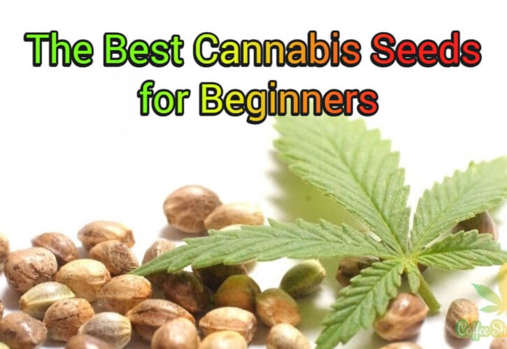 How to Pick the Best Cannabis Seeds for Beginners