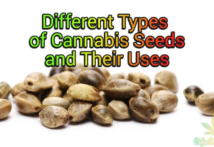 Different Types of Cannabis Seeds and Their Uses