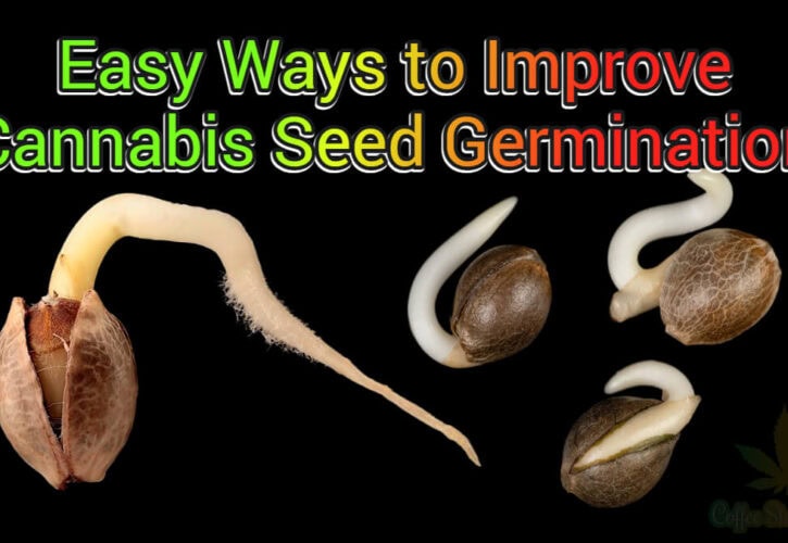 Easy Ways to Improve Cannabis Seed Germination