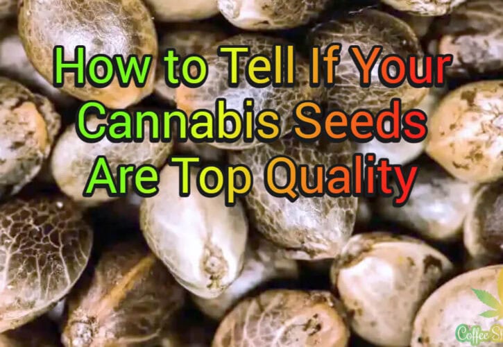 How to Tell If Your Cannabis Seeds Are Top Quality