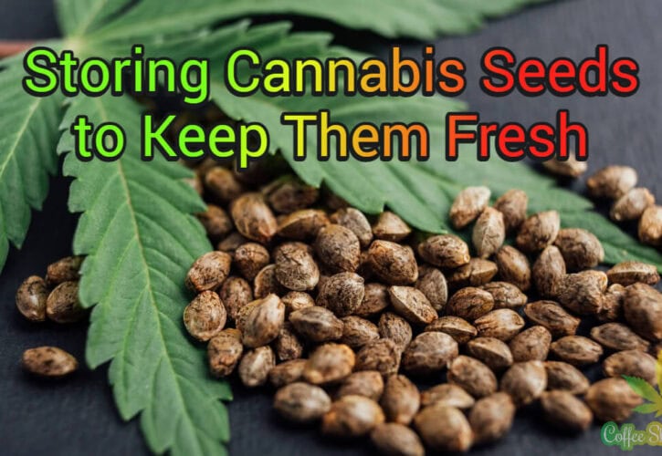 Tips on Storing Cannabis Seeds to Keep Them Fresh