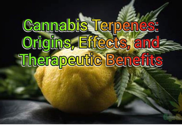The World of Cannabis Terpenes: Delve into the Origins, Effects, and Potential Therapeutic Benefits